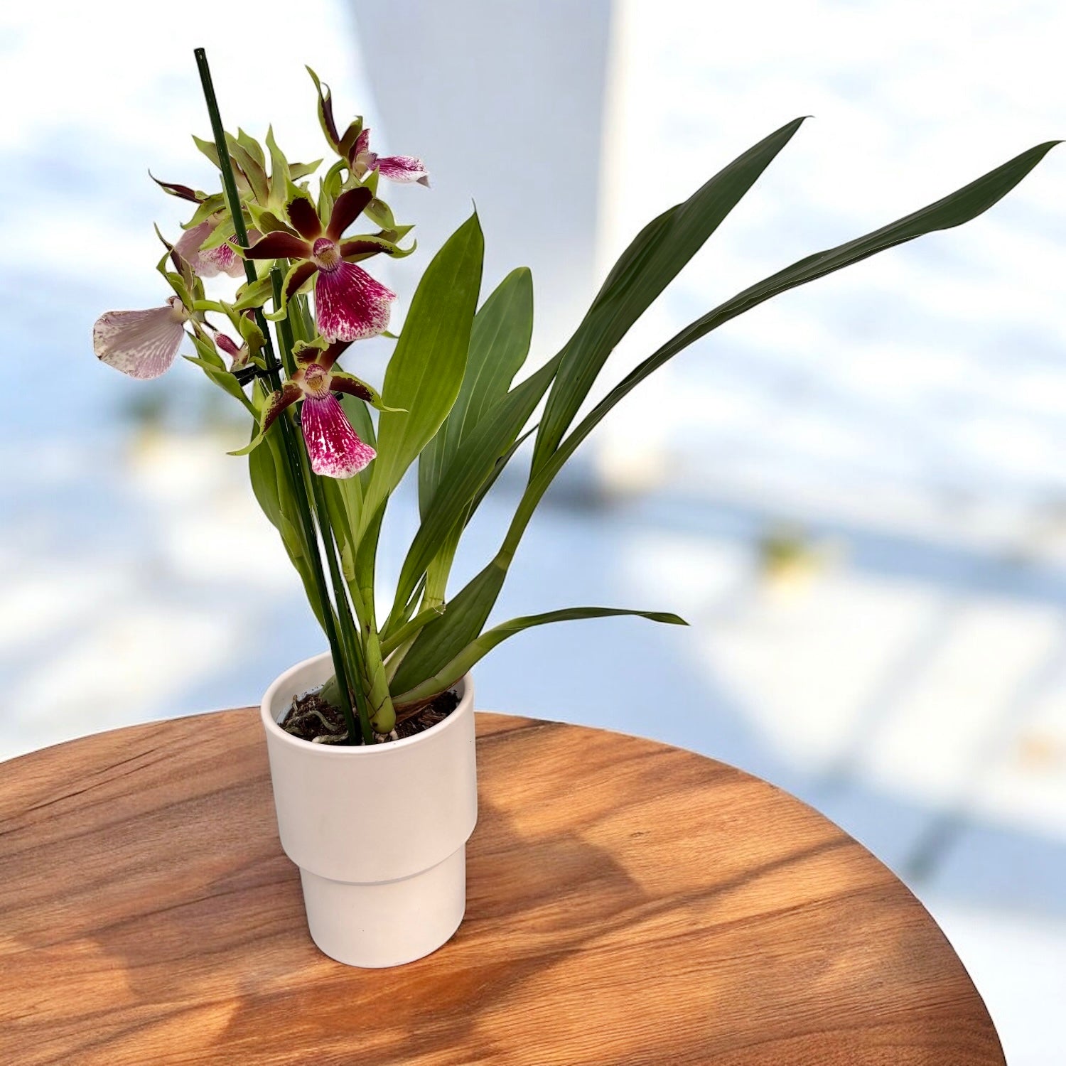 Zygolum Louisendorf 'Rhein Moonlight' (muunnelma) - tuoksuvat kukat