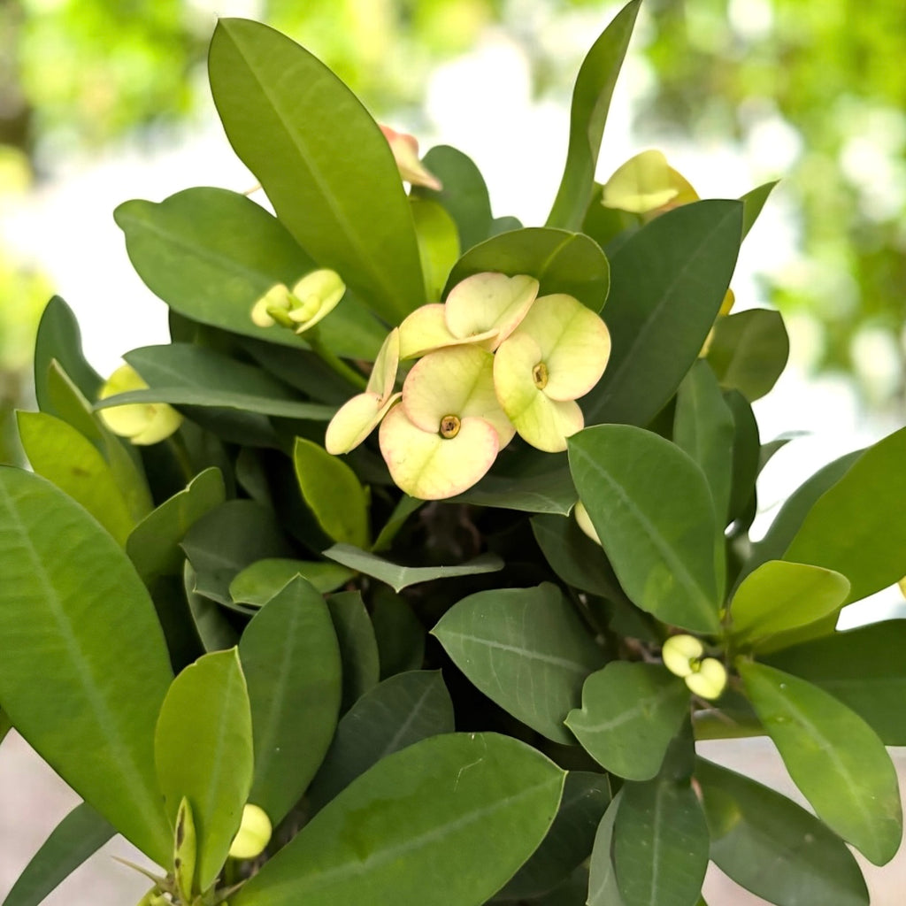 Euphorbia (Milii Grp) ‘Hermes’ - trnova krona z nežnimi belorozimi cvetovi