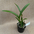 Rth. Yuan Dung Torch 'Grape' parfumata