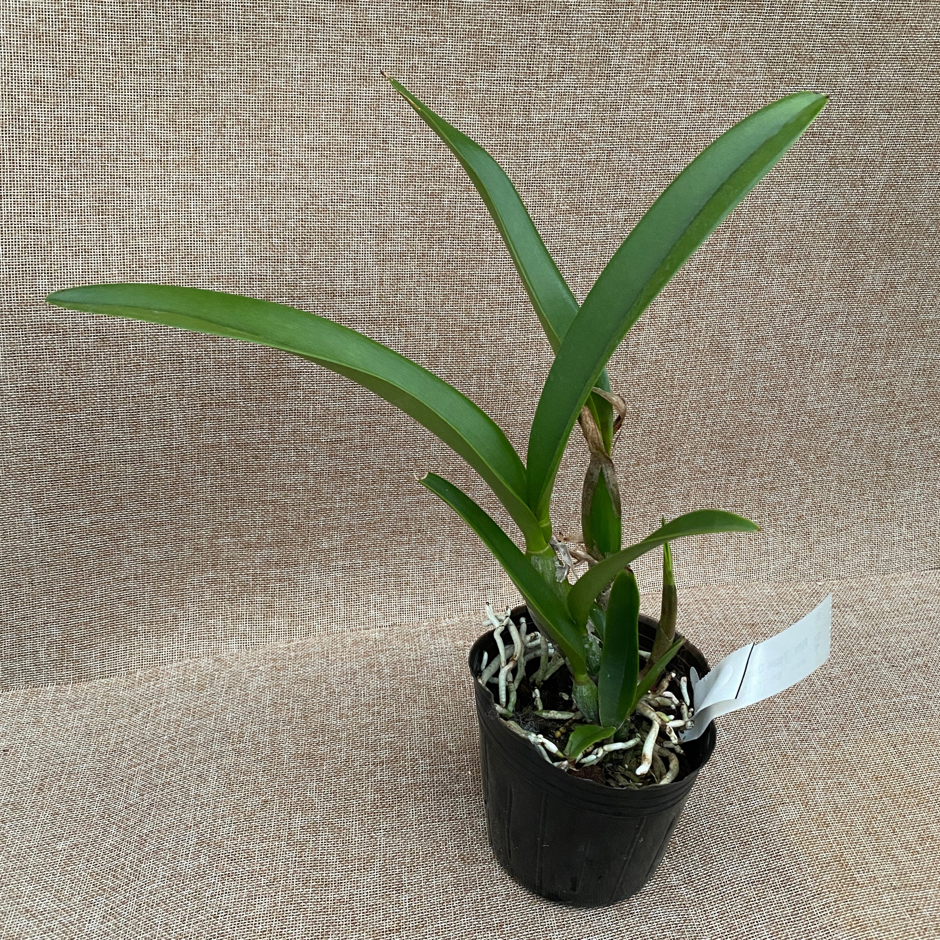 Rth. Yuan Dung Torch 'Grape' parfumata