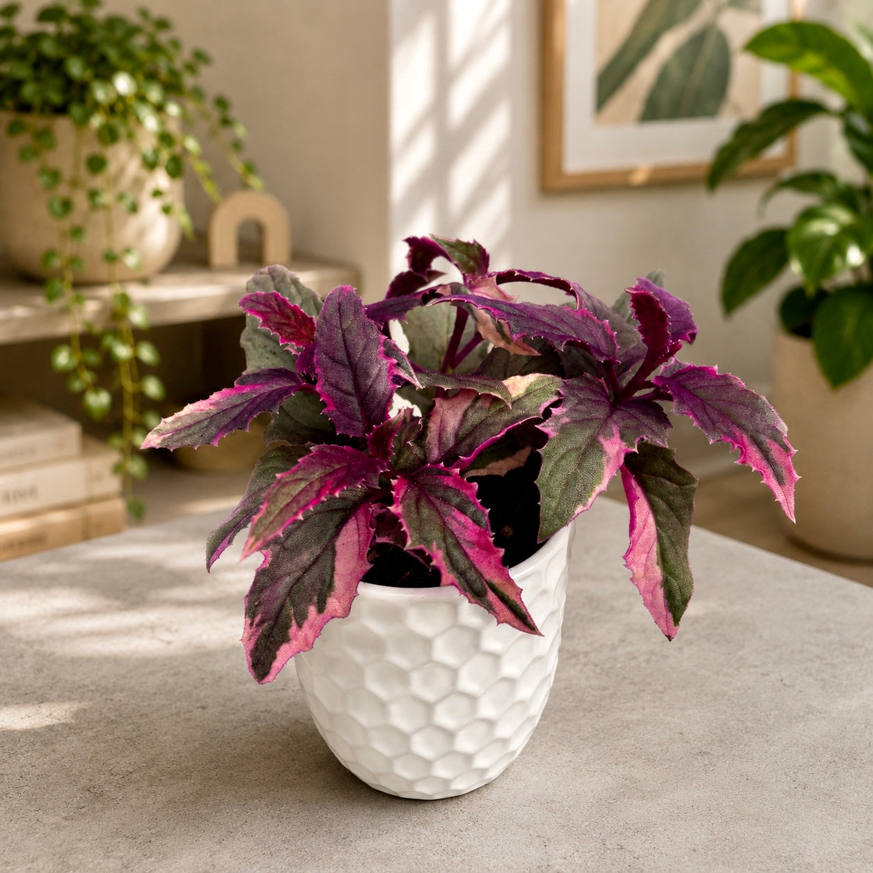 Gynura aurantiaca 'Variegata' D7 (2 plants/pot)