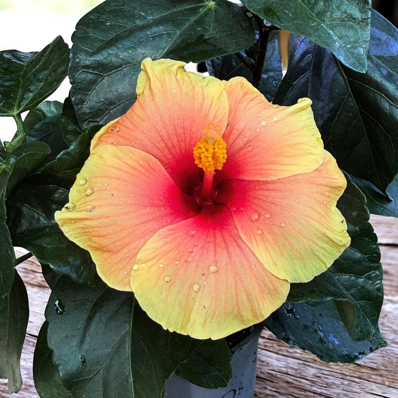 Hibiszkusz rosa-sinensis 'New Apollo' - XL virágok (2-3 növény/cserép)