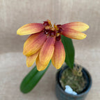 Bulbophyllum masterianum
