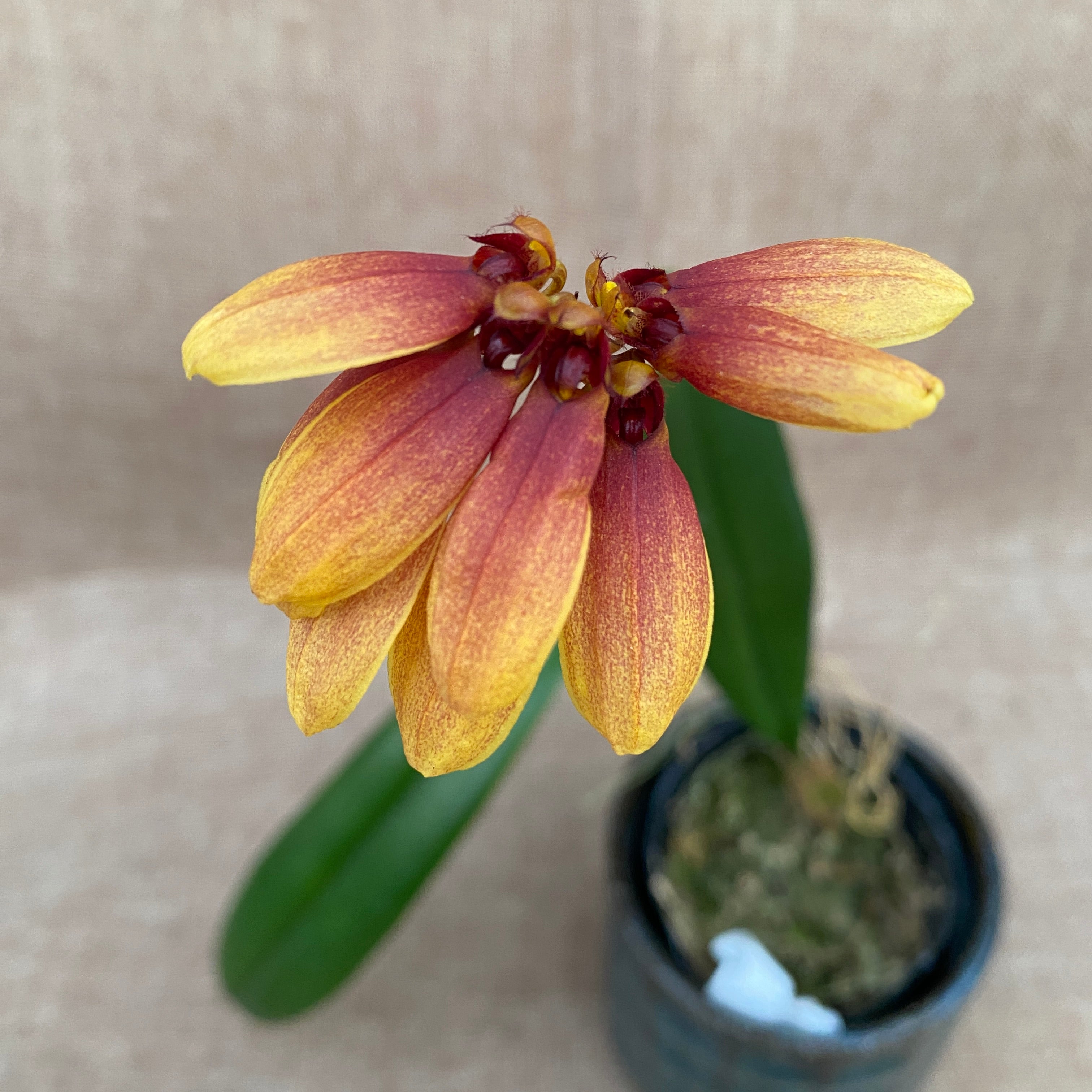 Bulbophyllum masterianum