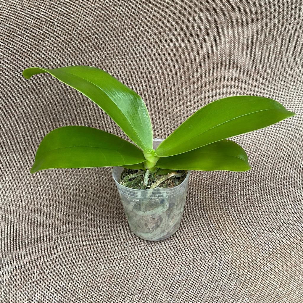 Phalaenopsis Chang Yi Little Peppers (Phal. cornu-cervi × Hawaii Dragon Girl)