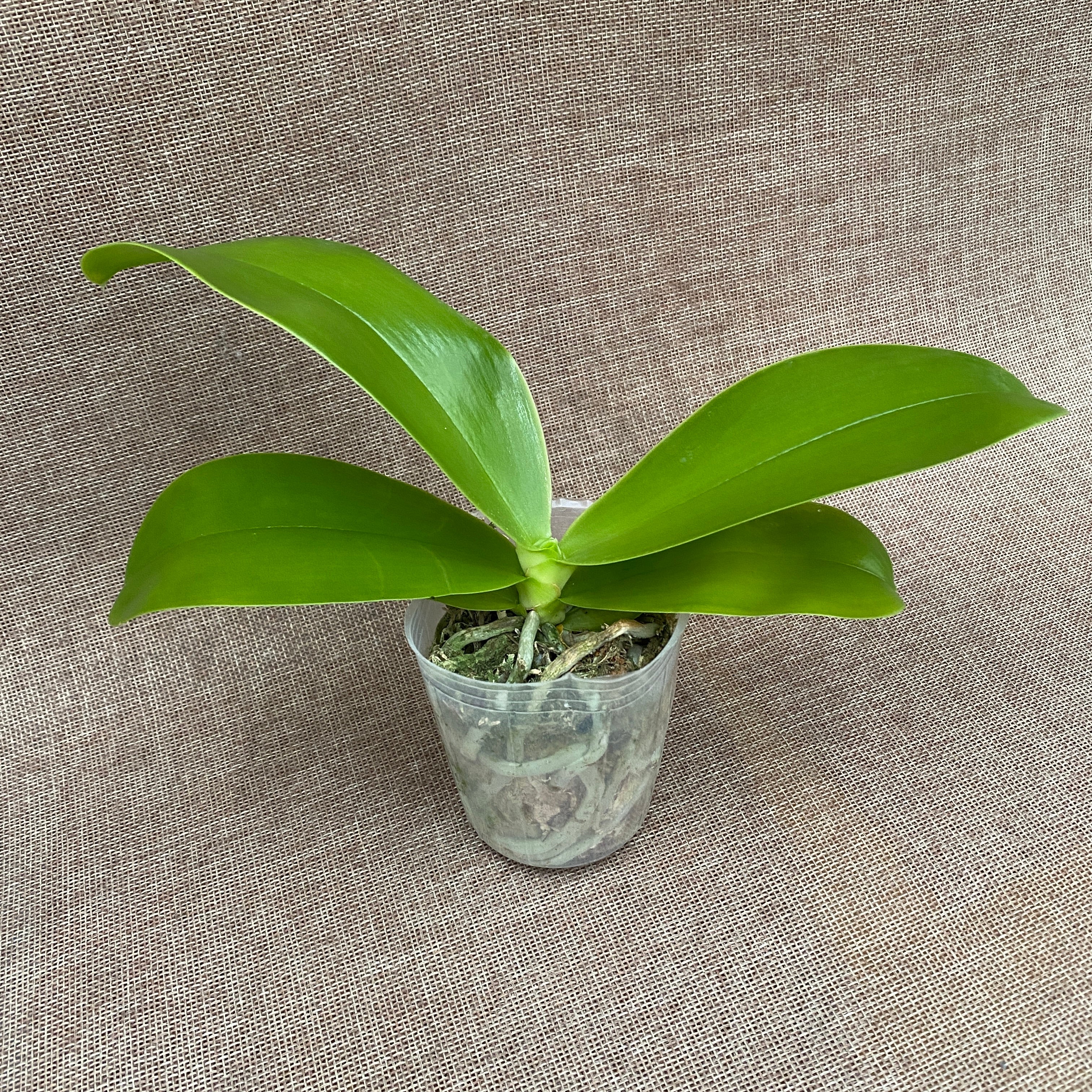 Phalaenopsis Chang Yi Little Peppers (Phal. cornu-cervi × Hawaii Dragon Girl)