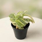 Tradescantia Sillamontana Variegata mlada rastlina