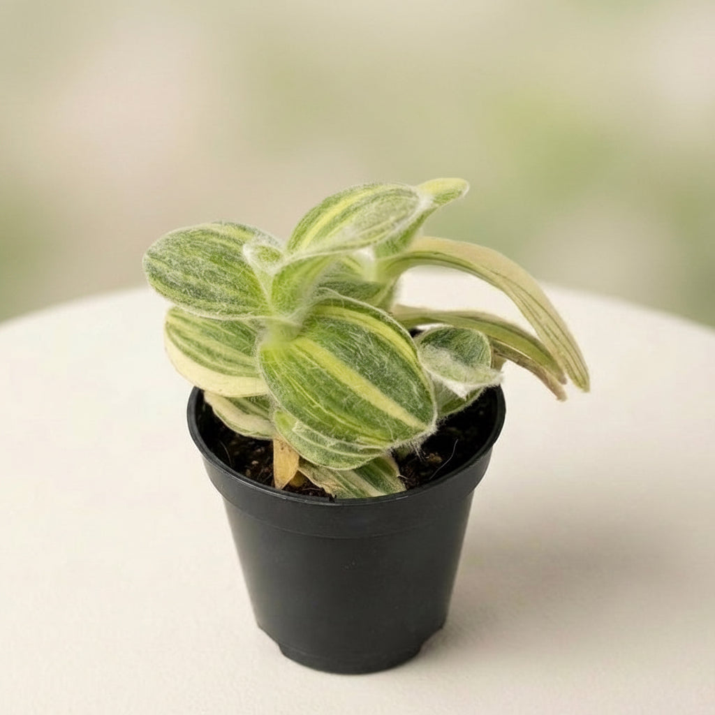 Tradescantia Sillamontana Variegata mlada rastlina