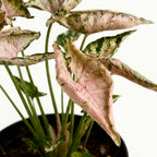 Syngonium ‘Pink Rolli’ - planta de colectie