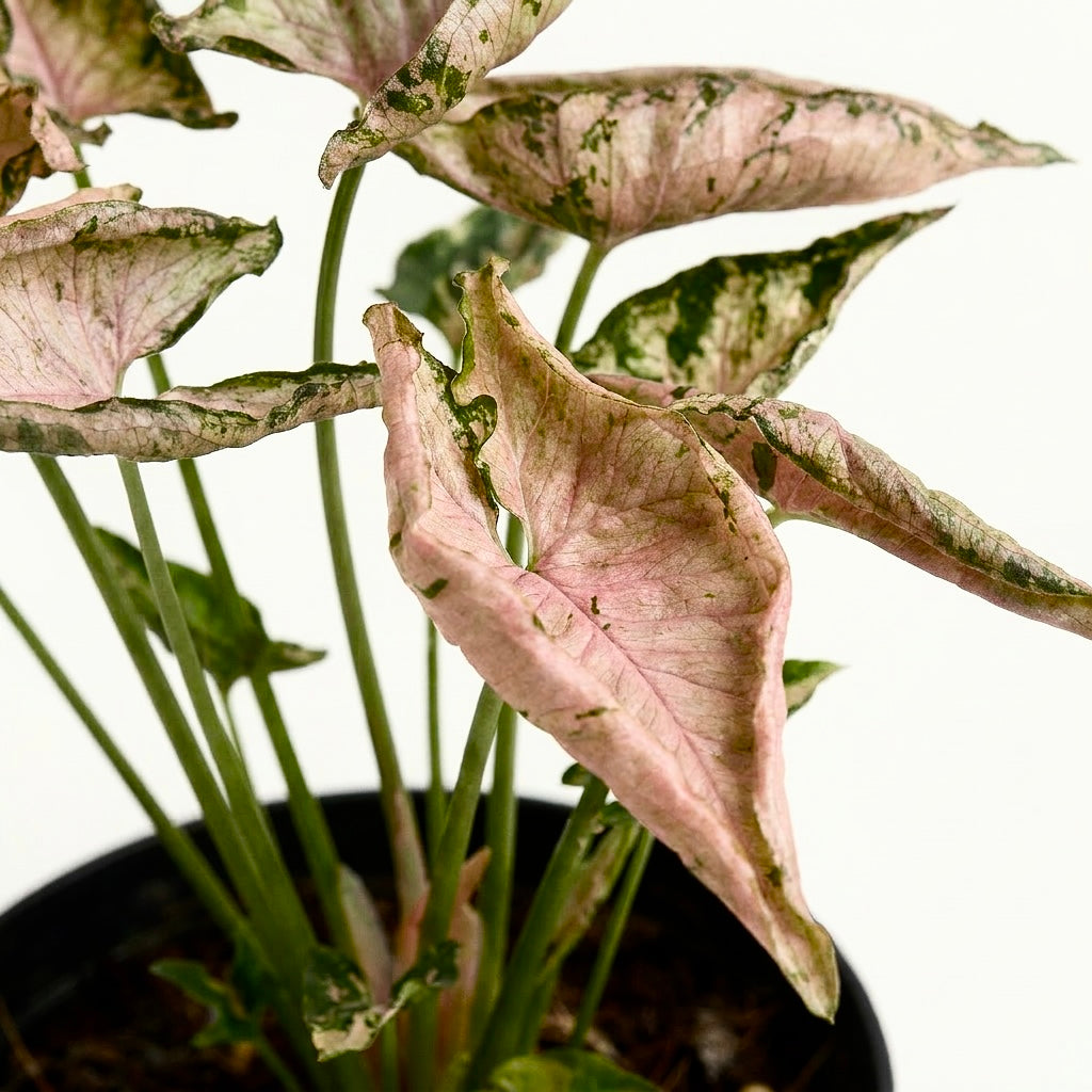 Syngonium ‘Pink Rolli’ - planta de colectie