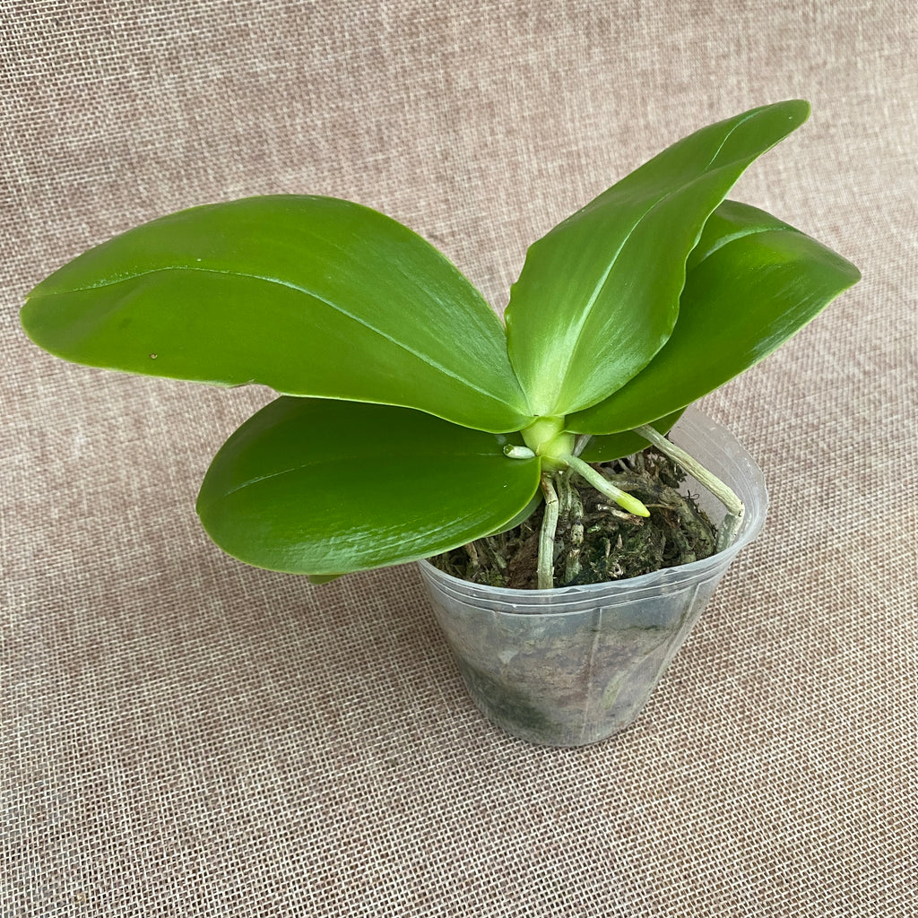 Phalaenopsis Miki Sabina '803'