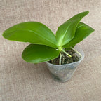 Phalaenopsis Miki Sabina '803'