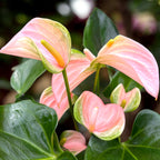 Anthurium ‘Joli Peach' cu masca deco si sistem cu autoirigare