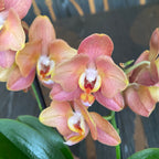 Phalaenopsis Hornglin (Phal. 109311) (flori pelorice)
