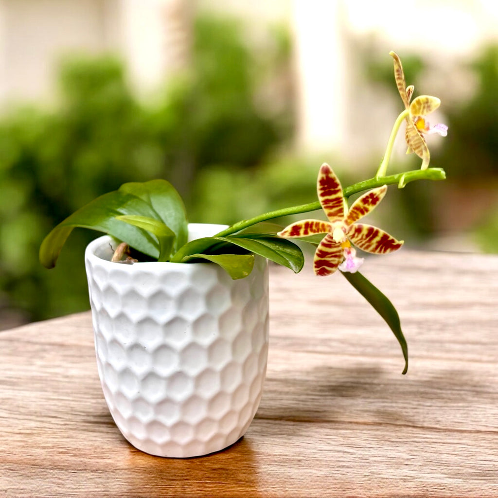 Phalaenopsis Almanis '3045' (mannii × tetraspis)