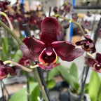 Phalaenopsis Black Jack