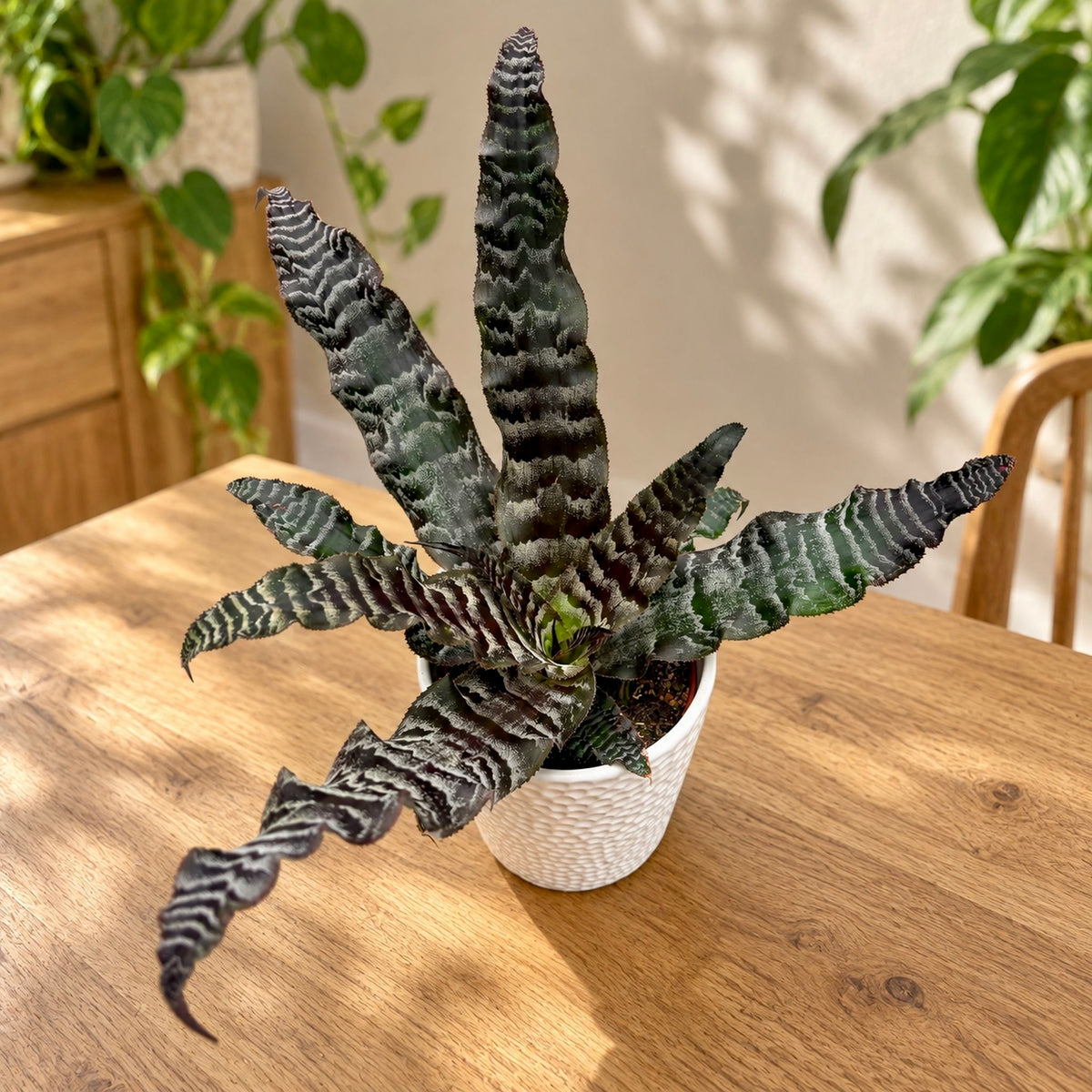 Cryptanthus zonatus - Mahtitähti raidallisilla lehdillä