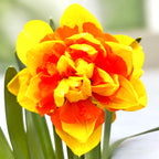 Narcissus ‘Suncatcher’ – narcisa dubla, galben cu centru portocaliu