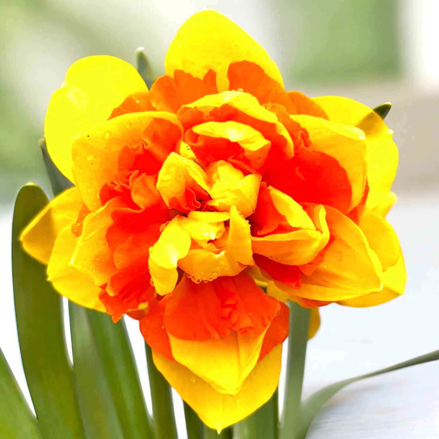 Narcissus ‘Suncatcher’ – narcisa dubla, galben cu centru portocaliu