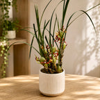 Maxillaria tenuifolia (Orquídea de Coco) - variedade muito perfumada