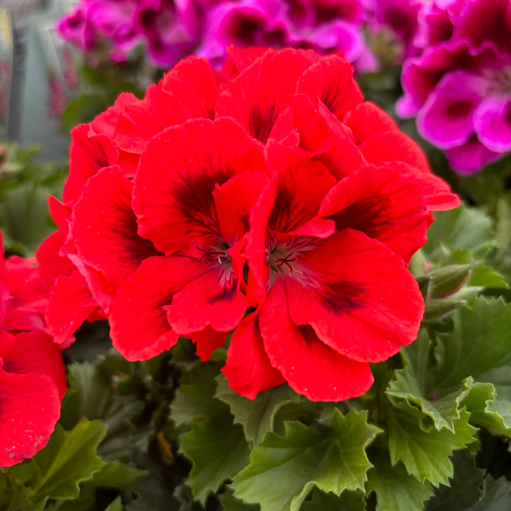 Pelargonium grandiflorum ‘Don Vito’ 