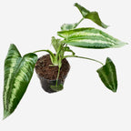 Schismatoglottis wallichii 1pp (frunze cu defecte)