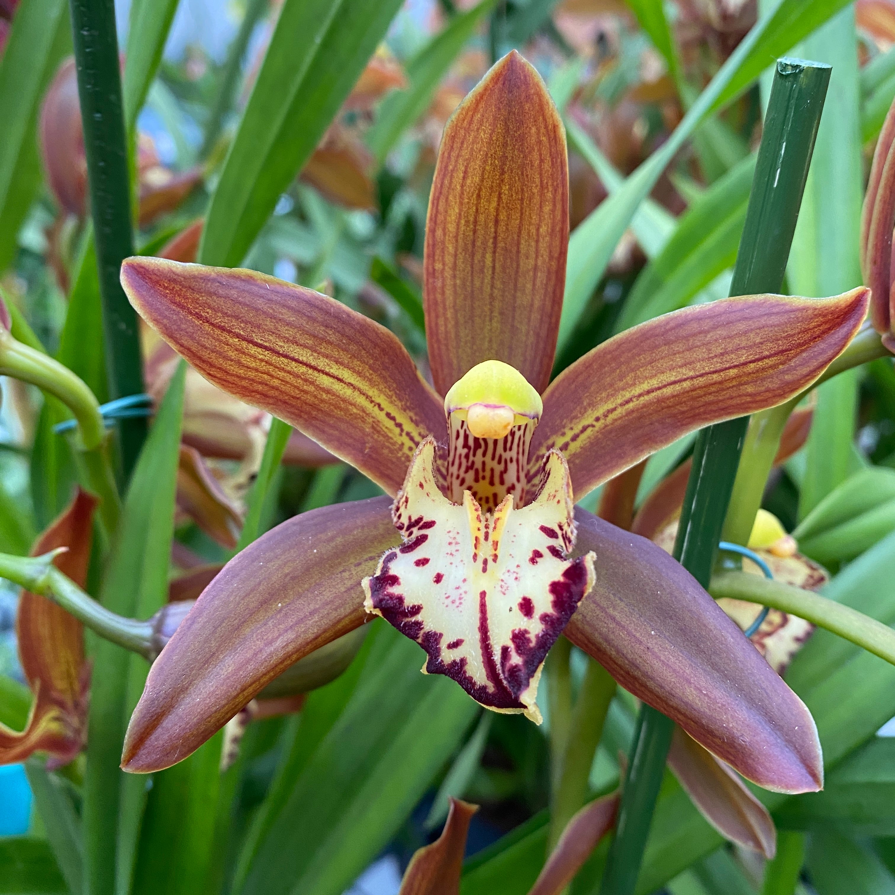 Cymbidium Schroeder parfumat