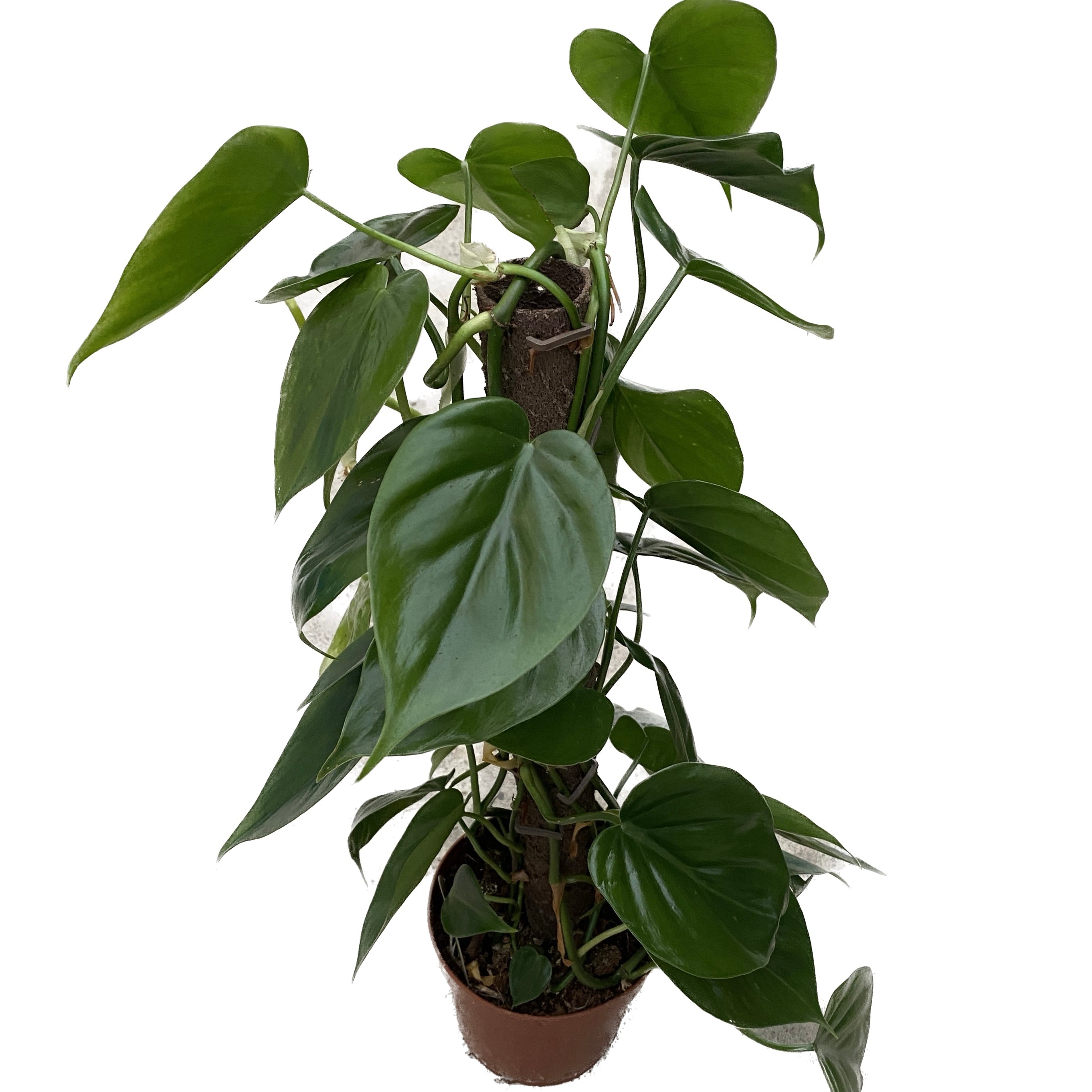 Philodendron scandens H50 cm 4pp