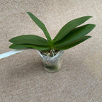 Phalaenopsis Memoria Val Rettig 'Splash'