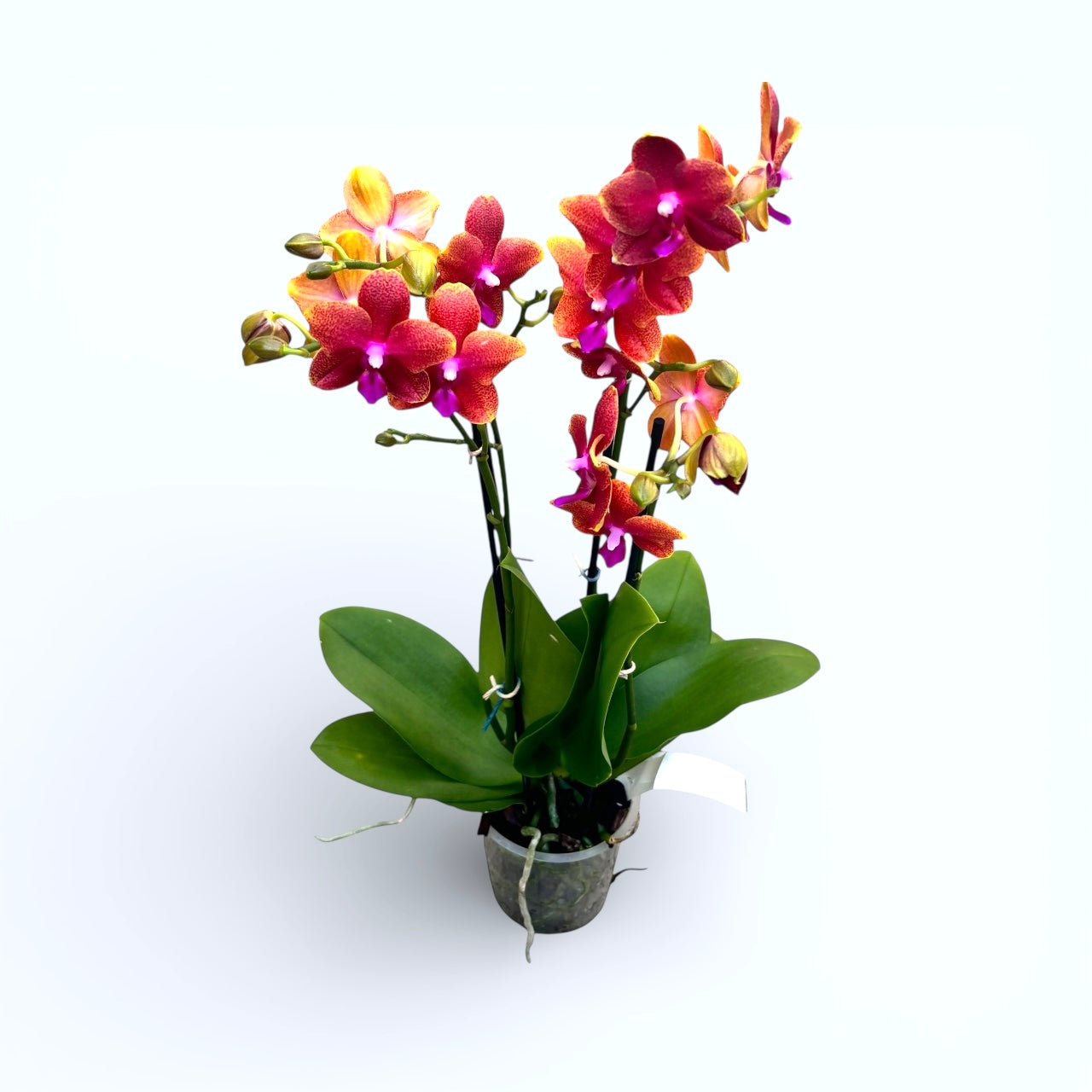 Phalaenopsis Bronze Buddha (Magical) - fiori profumati