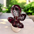 Calathea roseopicta ‘Princess Jessie’ - babyplant