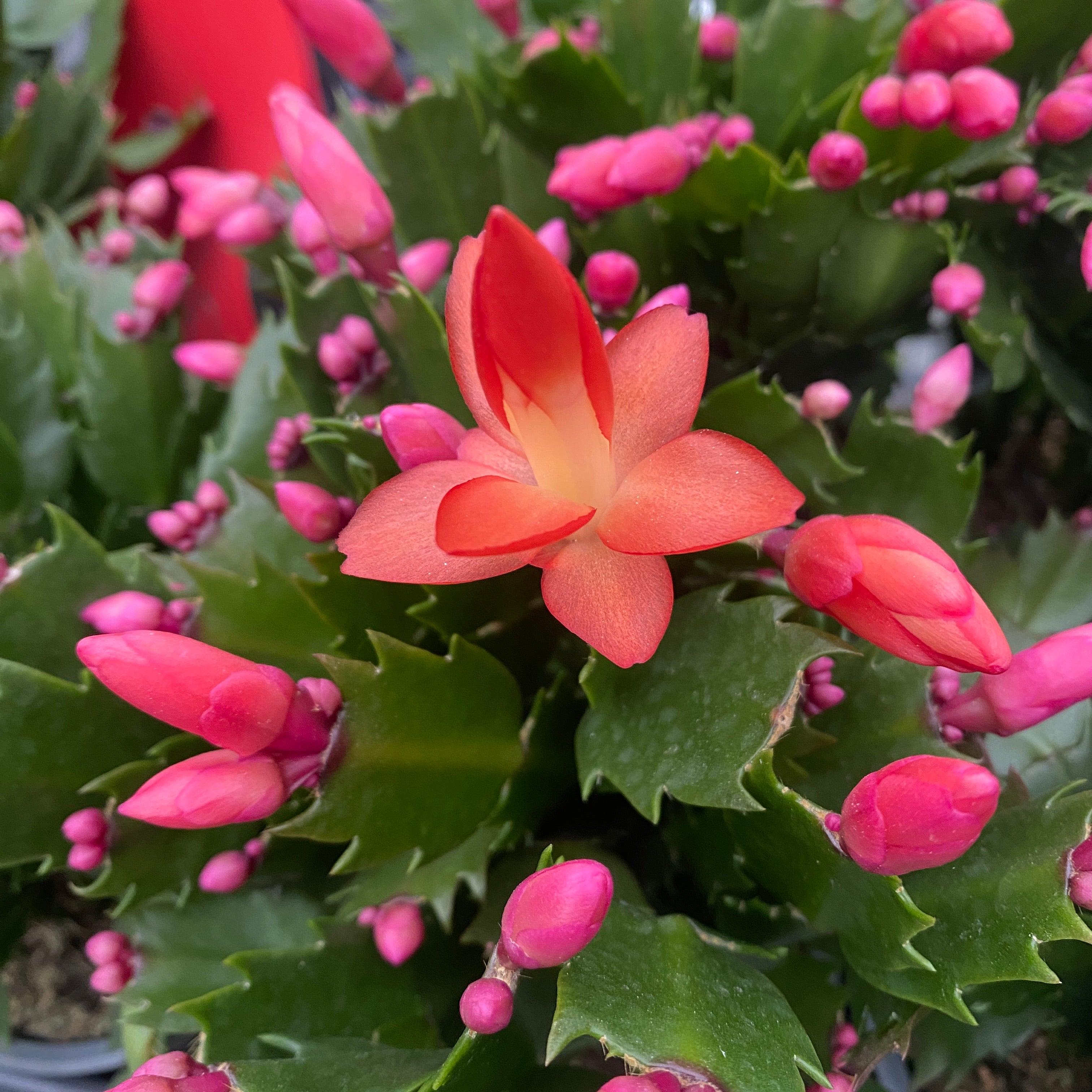 Schlumbergera 'Thor Olivia’( Craciunita) 2pp