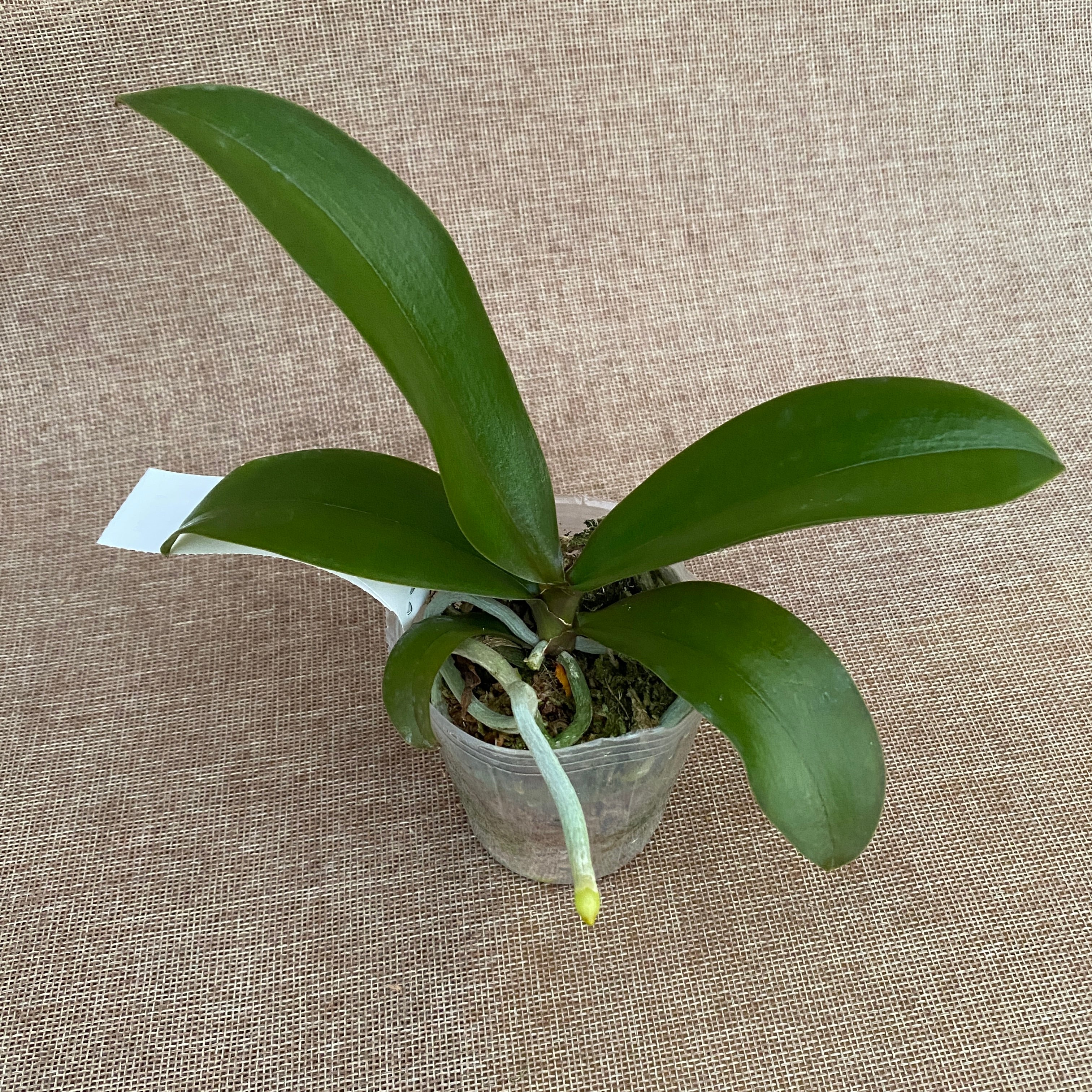 Phalaenopsis I-Hsin Beaming Sun (pélorique - papillon)