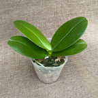 Phalaenopsis Lioulin Rose Bud