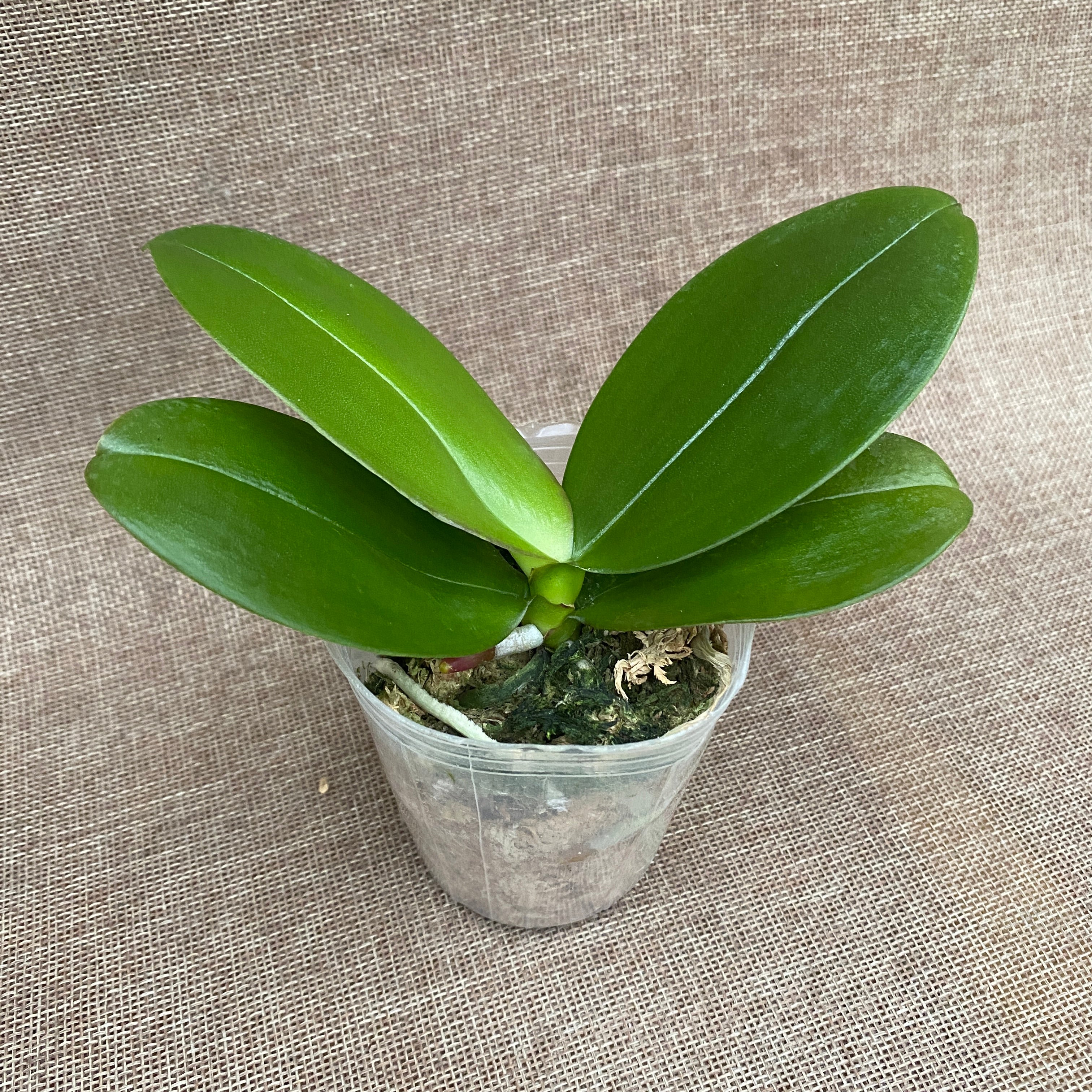 Phalaenopsis Lioulin Rose Bud