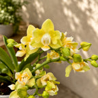 Phalaenopsis Table Lemon (Allura Songbird), pelorisch – Schmetterling