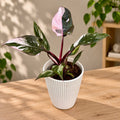 Philodendron 'Red Anderson'