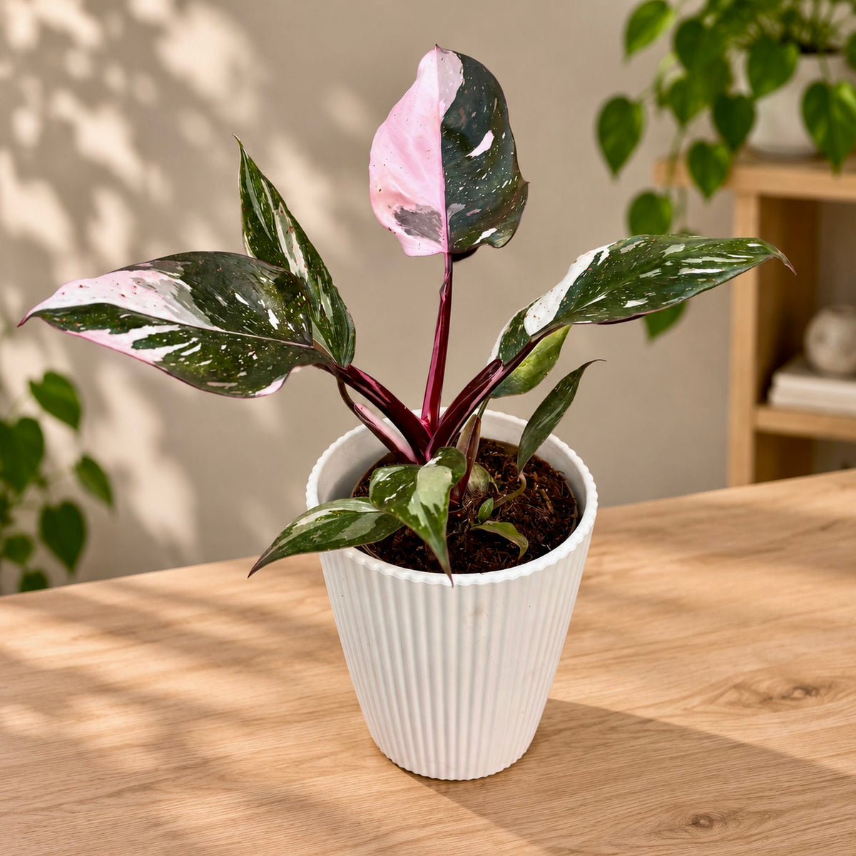 Philodendron 'Red Anderson'