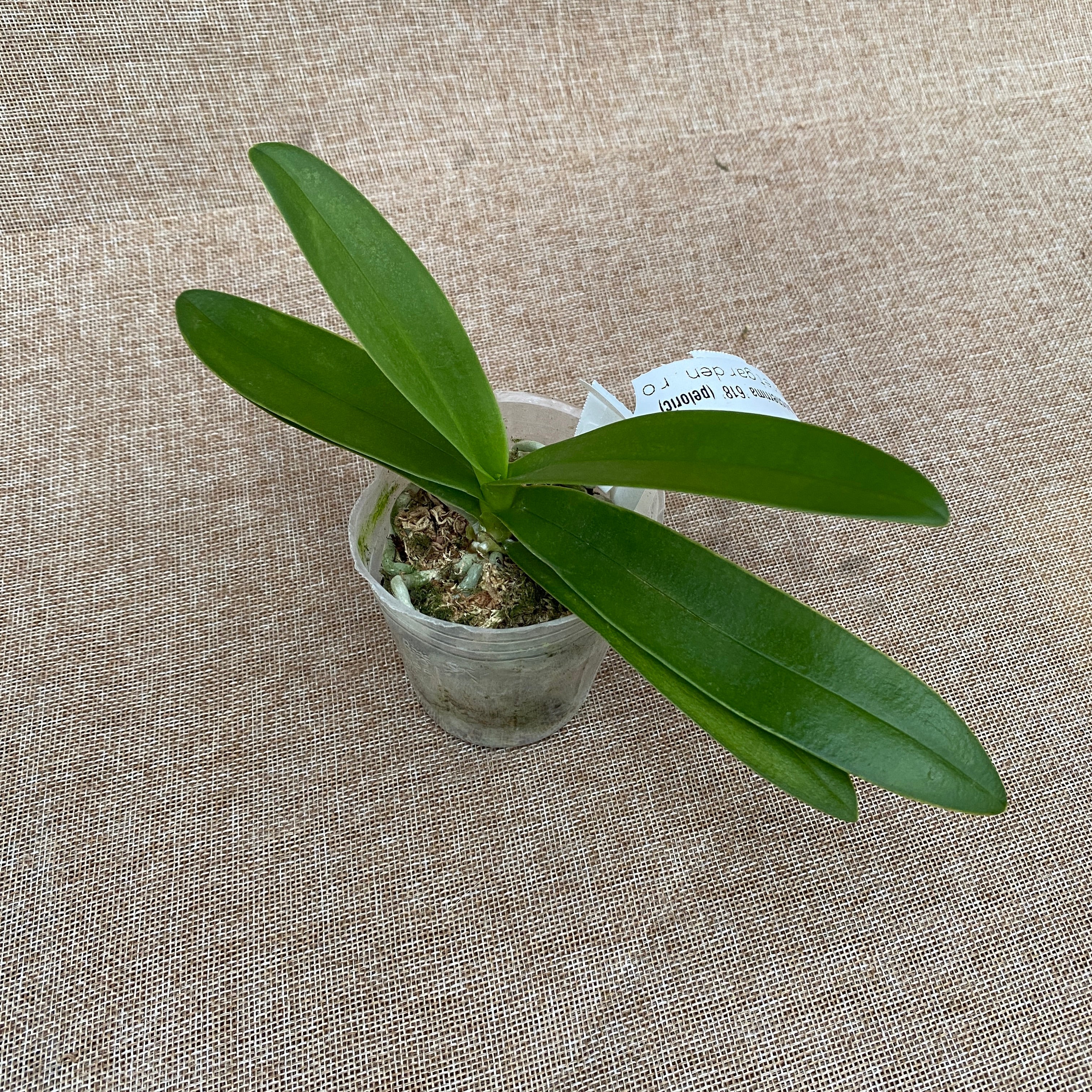 Phalaenopsis pulcherrima '618' (pélorique)