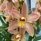 Cymbidium Wilhelmina