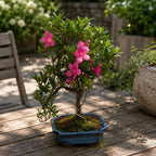 Bonsai Azalea Japonica (Rhododendron)