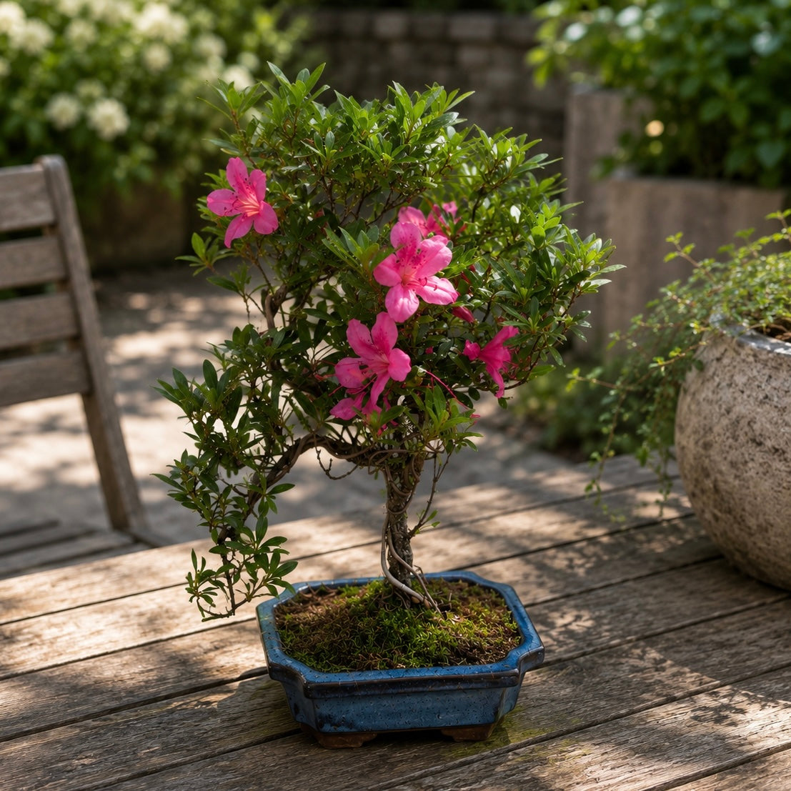 Bonsai Azalea Japonica (Rhododendron)