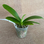 Phalaenopsis intermedia 'Yellow Lip' (natural hybrid)