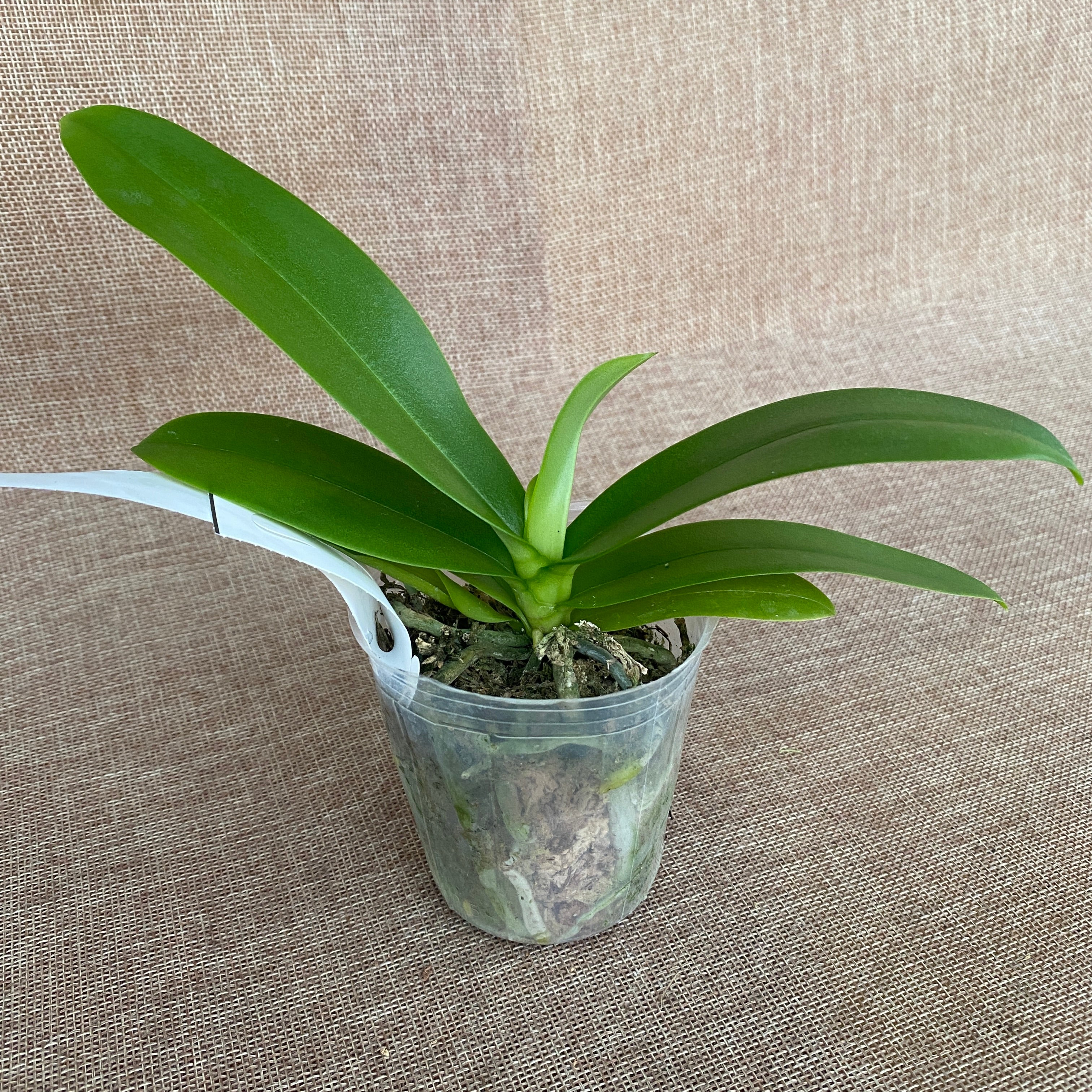 Phalaenopsis intermedia 'Yellow Lip' (natürliche Hybride)