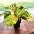 Aglaonema Iguana Red - exemplare XL