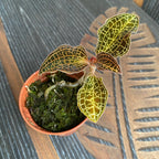 Anoectochilus reinwardtii (Orchidea Gioiello)