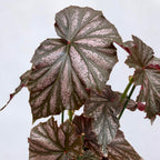 Begonia ‘Garnet’ - begonie de colectie cu frunze metalice