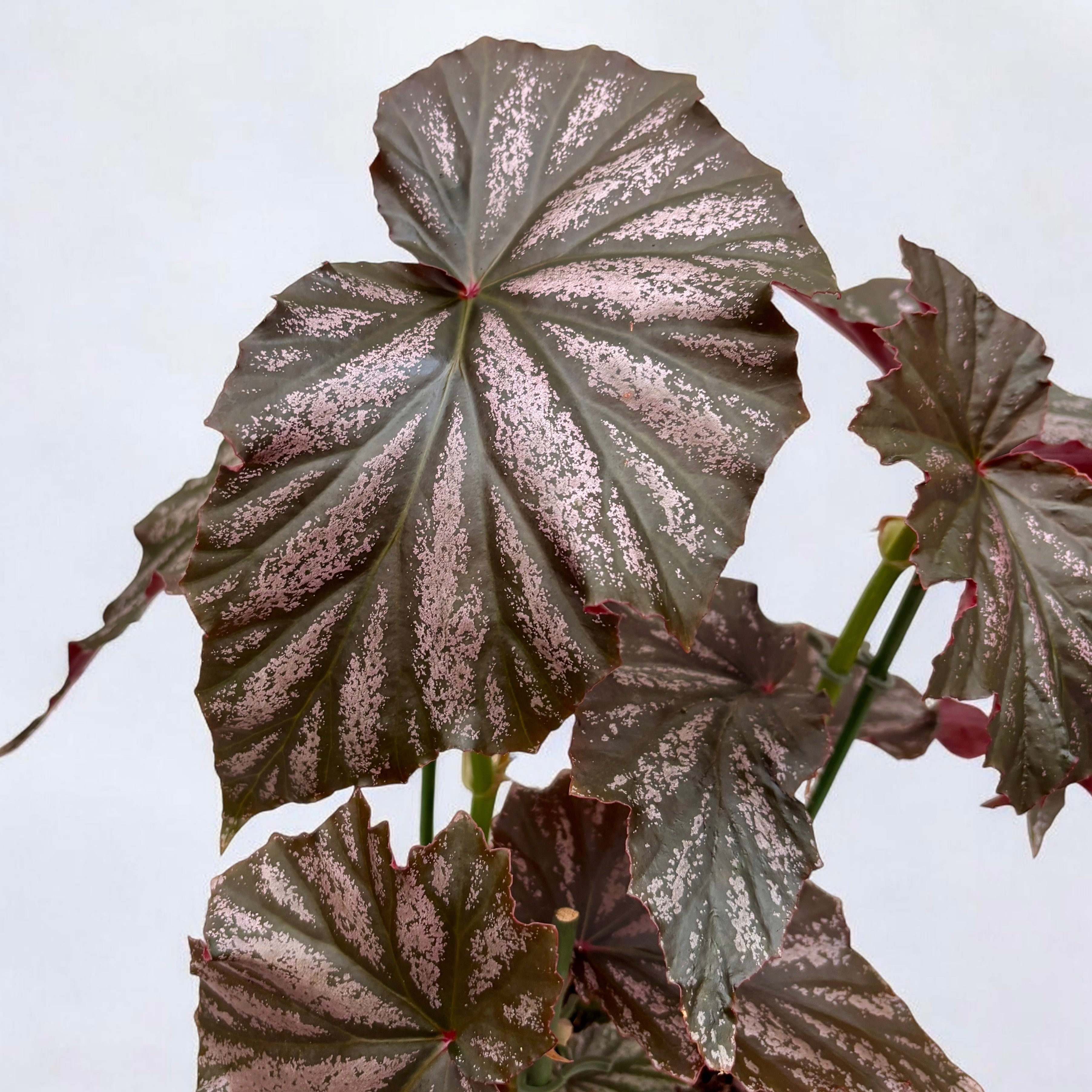 Begonia ‘Garnet’ - begonie de colectie cu frunze metalice