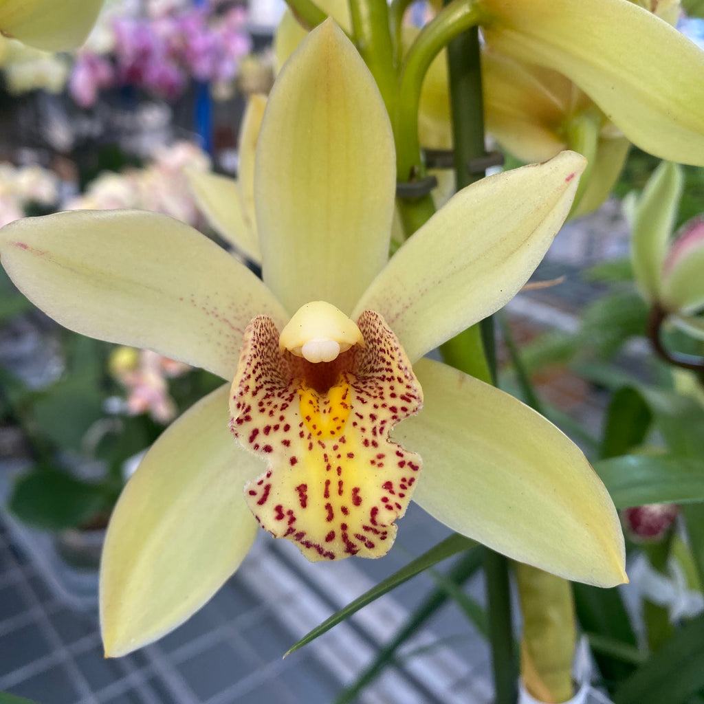Cymbidium Emika