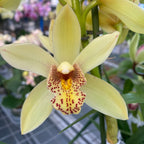 Cymbidium Emika